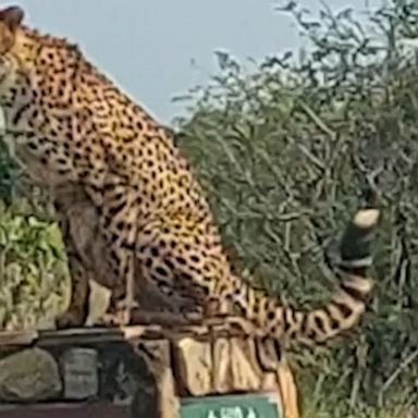 The cheetah was casually lounging on a road sign in Kruger National Park.