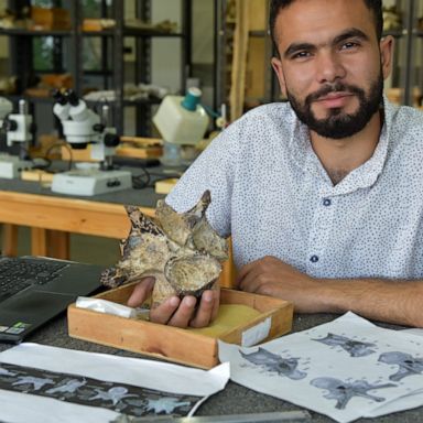 A study found that the neck vertebra discovered in 2016 belonged to the meat-eating Abelisaurid dinosaur family.