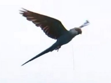 WATCH: Group of Spix's macaws released in Brazil