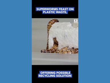 WATCH: 'Superworms' make a meal of plastic waste