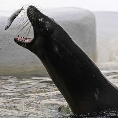 VIDEO: Sea lion, Supreme Court and Ukraine: World in Photos, June 28