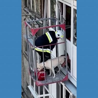 The State Emergency Service of Ukraine released video of a dog being rescued from an apartment building damaged in shelling amid Russia's ongoing war.