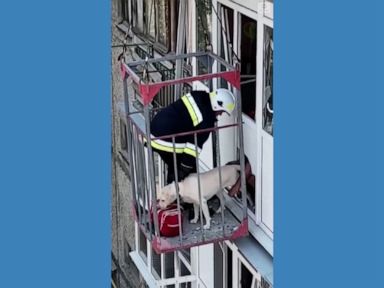 WATCH: Dog rescued from damaged building in Ukraine