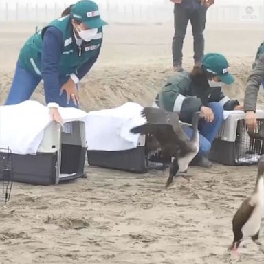 Peru's National Forestry and Wildlife Services agency rescued 18 sea birds from an oil spill in January and just released them back into wild. 