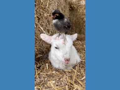 WATCH:  Lamb makes friend with chick on farm in England
