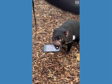 WATCH:  Tasmanian devil refuses to give back phone