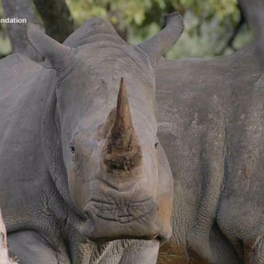 VIDEO: Rhino relocation effort seeks to save threatened species