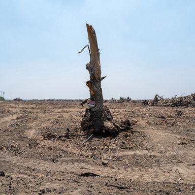 VIDEO: California drought, a long-eared goat and a crescent moon: World in Photos, July 6