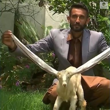 VIDEO: Baby goat wows world with 22-inch ears