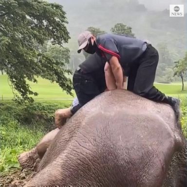 VIDEO: Rescuers perform CPR on elephant in Thailand