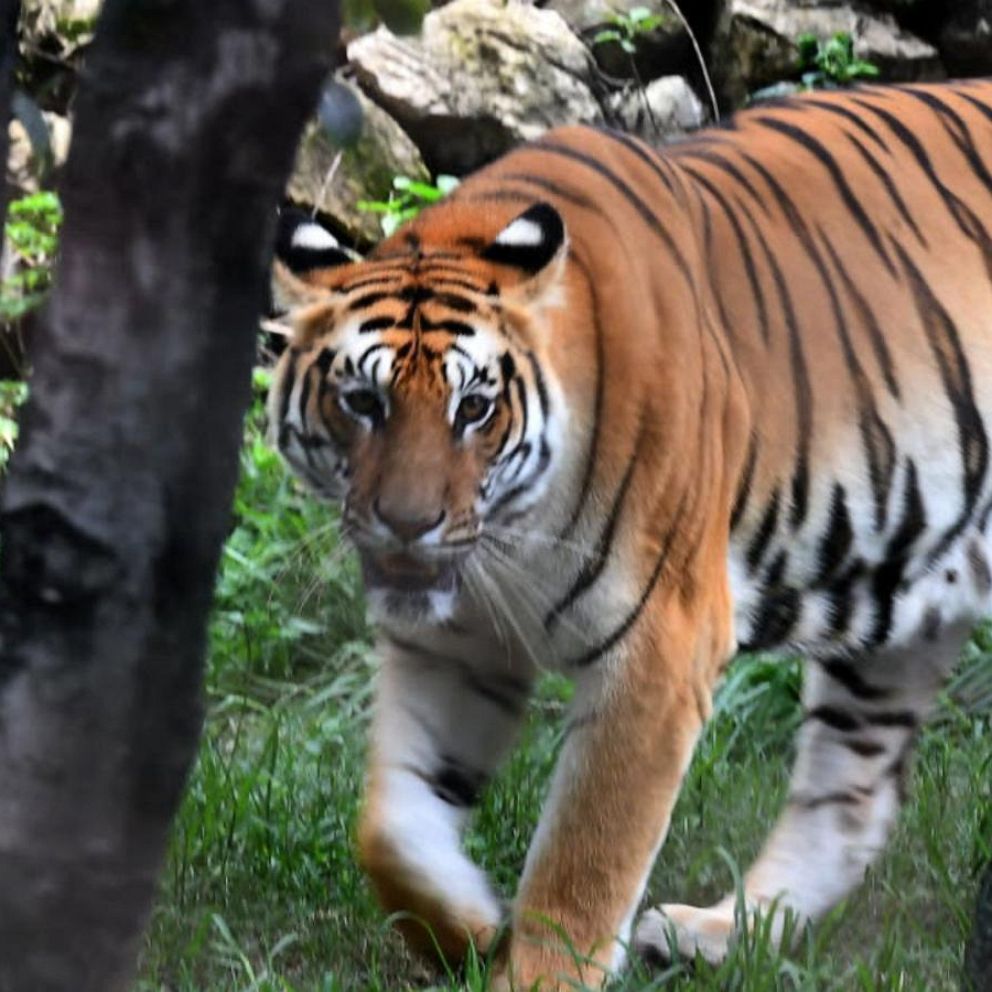 International Tiger Day: As tiger populations increase, so do conflicts  with humans - ABC News