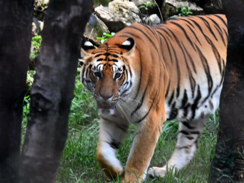 International Tiger Day: As tiger populations increase, so do conflicts  with humans - ABC News