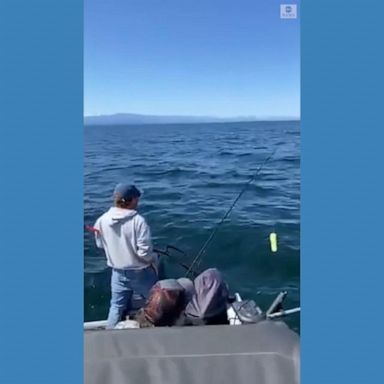 VIDEO: Sea lion steals snack from fisherman's line