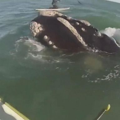 VIDEO: Paddleboarders have close encounter with pod of whales