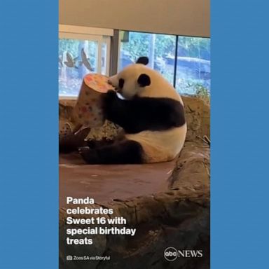 VIDEO: Panda celebrates Sweet 16 with special birthday treats