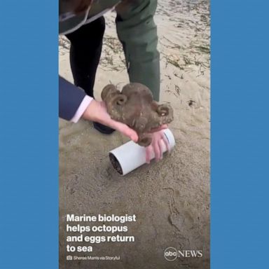 VIDEO: Marine biologist helps octopus find its way back to sea