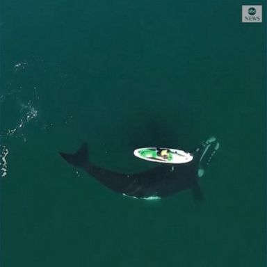 VIDEO: Whale swims right up to and under paddleboarder