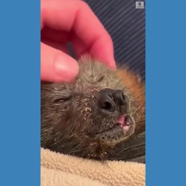 VIDEO: Fruit bat gets the best head massage