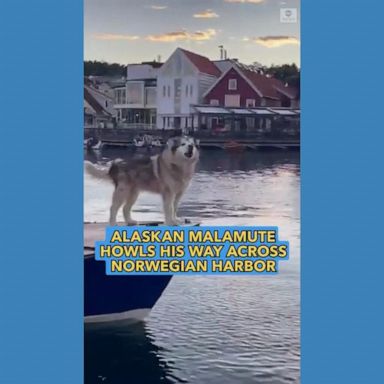 VIDEO: Dog howls his way across harbor