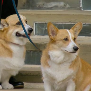 The beloved four-legged friends of the queen were walked out as the funeral procession passed through Windsor.