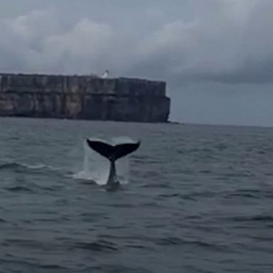 VIDEO: Whale calf and its mother spotted in Australian bay