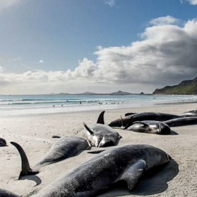 Two groups totaling almost 500 pilot whales were stranded, officials said. 