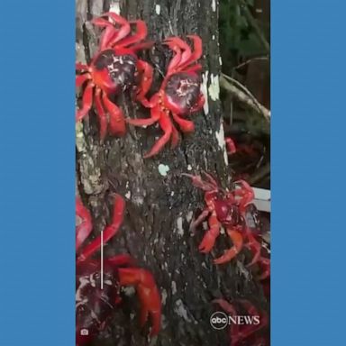 VIDEO: ANIMAL CROSSING: Red crabs swarm the streets of Christmas Island