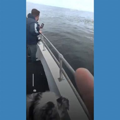 VIDEO: Dog has close encounter with friendly humpback whales