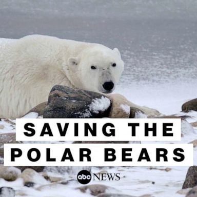 Scientists at Polar Bears International are using cutting edge technology to save the polar bear population.