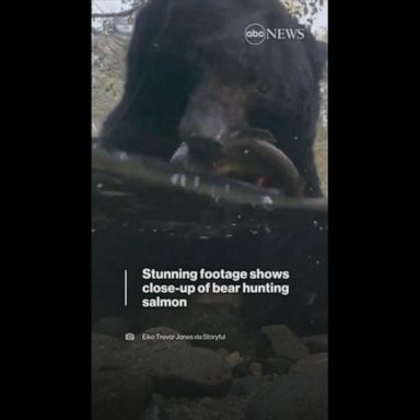 VIDEO: Stunning close-up footage of a bear hunting salmon in Canada