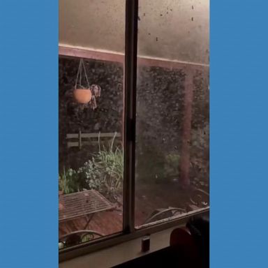 VIDEO: Huge swarm of mosquitoes swamps farmer's house