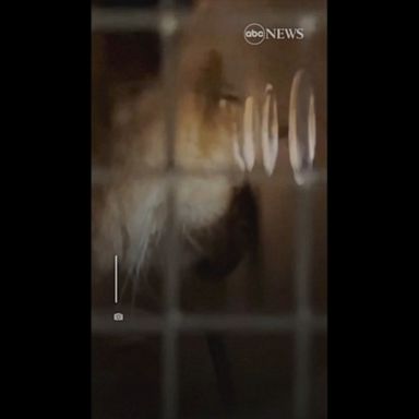 VIDEO: Lion cubs orphaned during war in Ukraine arrive at Minnesota animal sanctuary