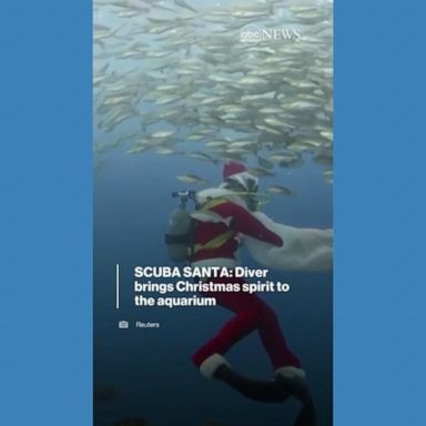 VIDEO: Santa joins fish and dolphins at aquarium