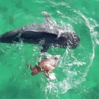 VIDEO: Turtle fights off tiger shark