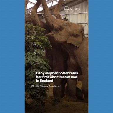 VIDEO: Baby elephant celebrates her 1st Christmas at England zoo