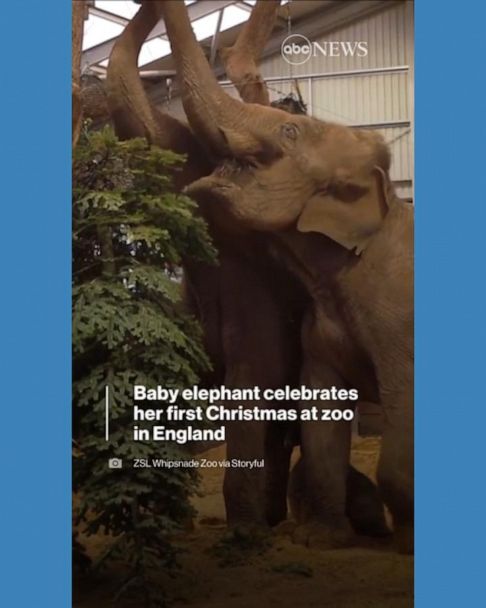 Released elephant returns to introduce her baby girl to keepers. Watch