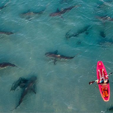 VIDEO: Sharks in Israel, panda keepers in China: World in Photos, Dec. 29