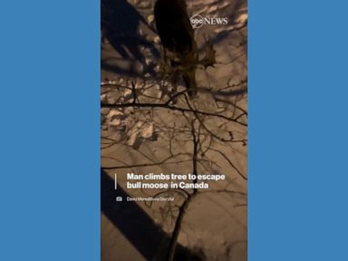 WATCH:  Man climbs tree to escape bull moose