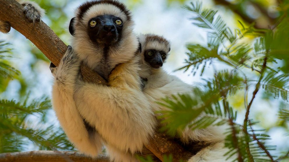 Madagascar faces millions of years of extinctions due to human activity,  scientists say - ABC News