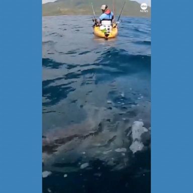 VIDEO: Shark pulls kayaker for nearly 2 miles