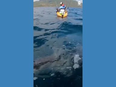 WATCH: Shark pulls kayaker for nearly 2 miles