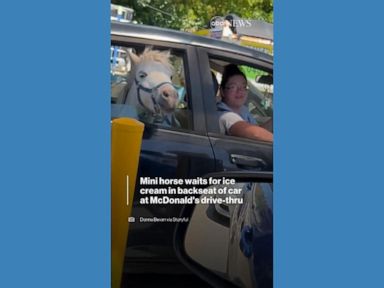 WATCH:  Mini horse waits for ice cream in back seat of car at McDonald's drive-thru