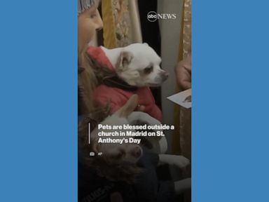WATCH:  Dogs and cats blessed outside Madrid church