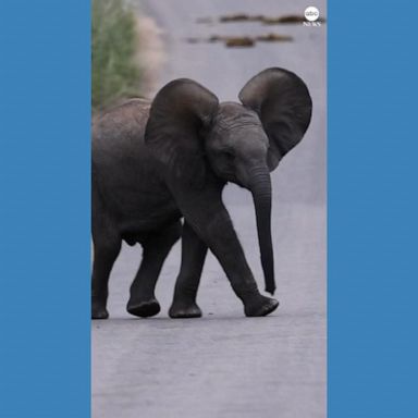 VIDEO: Baby elephant stumbles across road