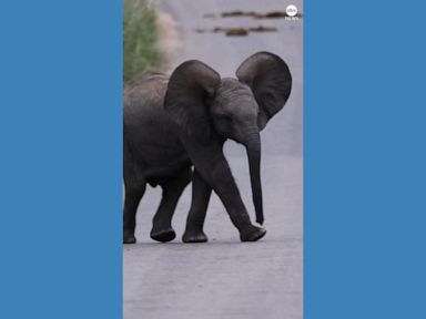 WATCH:  Baby elephant stumbles across road