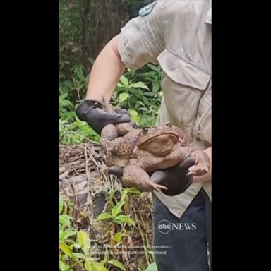 VIDEO: 'Toadzilla' shocks park rangers in Australia