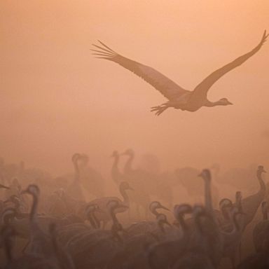 VIDEO: Migrating cranes, high-lining in Brazil, fashion in Paris: World in Photos, Jan. 26