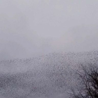 VIDEO: Murmuration of starlings swoops through sky