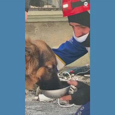 VIDEO: Animals rescued in Turkey following earthquake