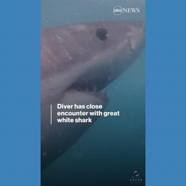 VIDEO: Diver has close encounter with great white shark